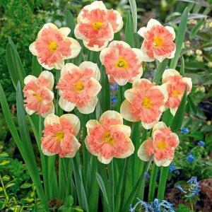 Нарцисс Ванилла Пич (Vanilla Peach), 5 шт (разбор 12/14) - картинка 1