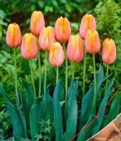 Тюльпан Санрайз Династи (Sunrise Dynasty), 10 шт (разбор 12/14)