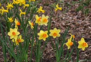 Нарцисс Ред Девон (Red Devon), 5 шт (разбор 12/14) - картинка 2