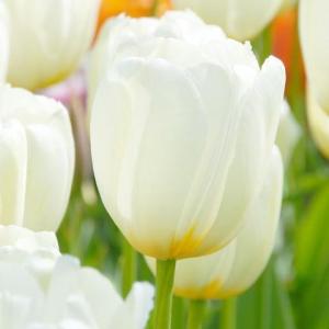 Тюльпан Катрин (Catherine), 10 шт (разбор 12/14) - картинка 1