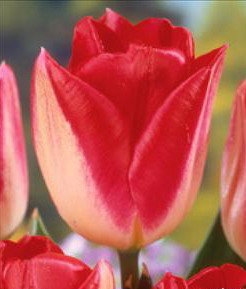 Тюльпан Липглосс (Lipgloss), 10 шт (разбор 11/12) - картинка 2