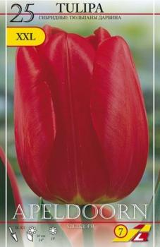 Тюльпан Апельдорн (Apeldoorn), 25 шт - картинка 4