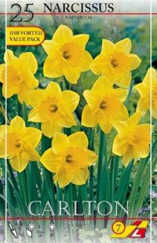 Нарцисс Карлтон (Carlton), 25 шт - картинка 3