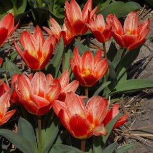 Тюльпан Шекспир (Shakespeare), 10 шт (разбор 11/12) - картинка 4