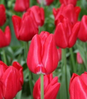 Тюльпан Седов (Seadov), 10 шт (разбор 11/12) - картинка 3