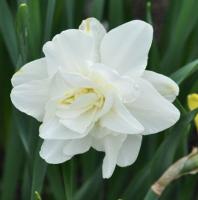 Нарцисс Обдам (Obdam), 5 шт (разбор 12/14)