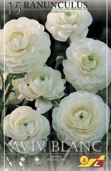 Ранункулюс Авив Бланк (Ranunculus Aviv Blanc), 15 шт (разбор 7/8) - картинка 3