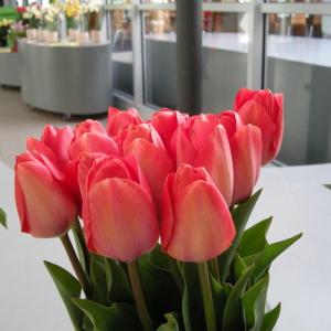 Тюльпан Оранж Ван Эйк (Orange van Eijk), 10 шт (разбор 12/14) - картинка 2