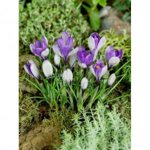 Крокус Ялта (Yalta), 20 шт (разбор 5/7) - картинка 3