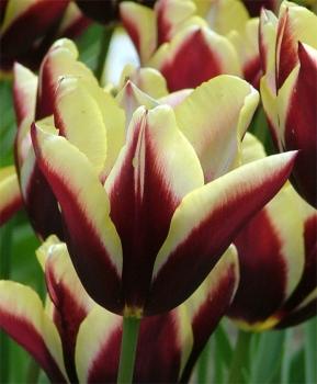 Тюльпан Гавота (Gavota), 10 шт (разбор 12/14) - картинка 3