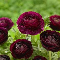 Ранункулюс Авив Руж (Ranunculus Aviv Rouge), 15 шт (разбор 7/8) - картинка 1