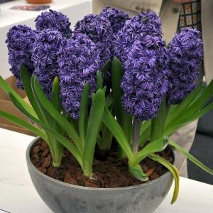 Гиацинт Роял Неви махровый (Royal Navy), 5 шт - картинка 3