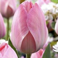 Тюльпан Мистик Ван Эйк (Mystic van Eijk), 10 шт (разбор 12/14)