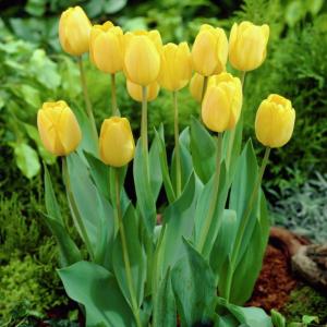 Тюльпан Голден Оксфорд (Golden Oxford), 5 шт (разбор 11/12) - картинка 4