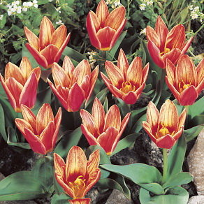 Тюльпан Шекспир (Shakespeare), 10 шт (разбор 11/12) - картинка 3