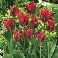 Тюльпан Голливуд (Hollywood), 10 шт (разбор 12/14)