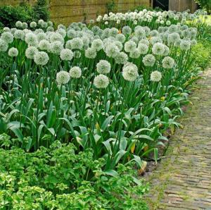 Аллиум Маунт Эверест (Allium Mount Everest), 1 шт (разбор 20/22) - картинка 3