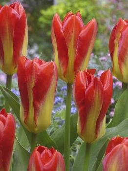 Тюльпан Кандела Фестивал (Candela Festival), 10 шт (разбор 11/12) - картинка 3