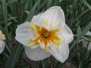 Нарцисс Долли Моллинджер (Dolly Mollinger), 5 шт (разбор 12/14) - картинка 1