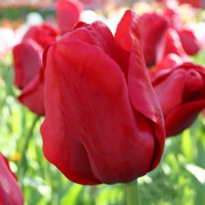 Тюльпан Эскейп (Escape), 5 шт (разбор 11/12) - картинка 3