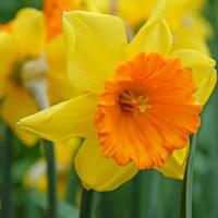 Нарцисс Лавдей (Loveday), 3 шт (разбор 12/14)