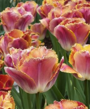 Тюльпан Майами Сансет (Miami Sunset), 10 шт (разбор 12/14) - картинка 2