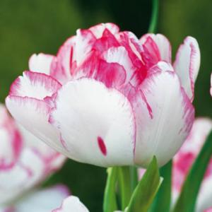 Тюльпан Белиция (Belicia), 10 шт (разбор 12/14) - картинка 3