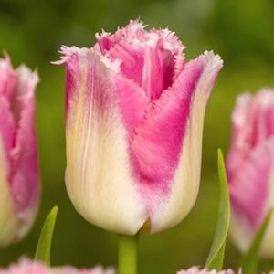 Тюльпан Изюми (Izumi), 10 шт (разбор 12/14) - картинка 1