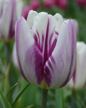 Тюльпан Флейминг Флаг (Flaming Flag), 10 шт (разбор 11/12) - картинка 2