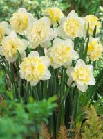 Нарцисс Айс Кинг (Ice King), 3 шт (разбор 12/14)