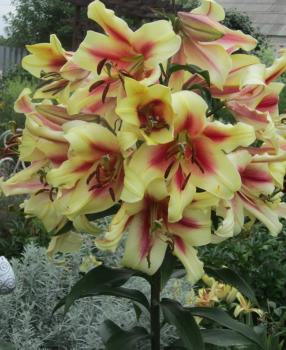 Лилия ОТ-гибрид Лавон (Lavon), 3 шт (разбор 16/18!) - картинка 2