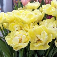 Тюльпан Авант Гард (Avant Garde), 10 шт (разбор 11/12)