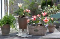 Тюльпан Царь Петр (Czaar Peter), 10 шт (разбор 11/12)