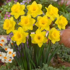 Нарцисс Датч Мастер (Dutch Master), 15 шт (разбор 16/18!) - картинка 1