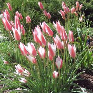 Тюльпан Клузиана Леди Джейн (clusiana Lady Jane), 20 шт - картинка 3