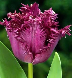 Тюльпан Горилла (Gorilla), 10 шт (разбор 11/12) - картинка 2