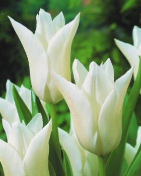 Тюльпан Уайт Элеганс (White Elegance), 10 шт (разбор 11/12) - картинка 3