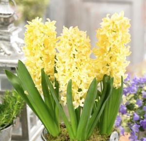 Гиацинт Джипси Принцесс (Gipsy Princess), 5 шт (разбор 16/17) - картинка 2