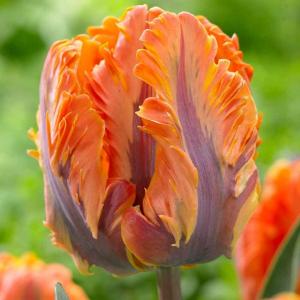 Тюльпан Ирен Пэррот (Irene Parrot), 10 шт (разбор 12/14) - картинка 2