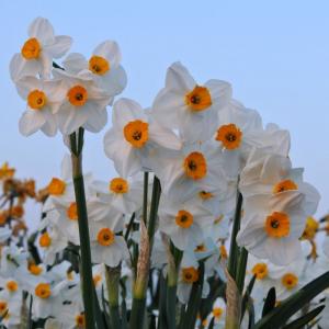 Нарцисс Гераниум (Geranium), 5 шт (разбор 12/14) - картинка 1