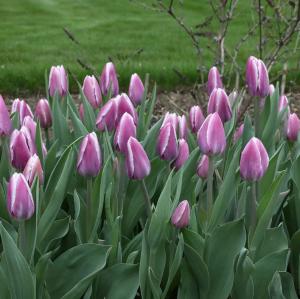 Тюльпан Синаеда Блю (Synaeda Blue), 10 шт (разбор 12/14) - картинка 2