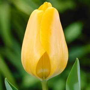 Тюльпан Голден Парад (Golden Parade), 15 шт (разбор 14/16!) - картинка 1