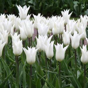 Тюльпан Уайт Элеганс (White Elegance), 10 шт (разбор 11/12) - картинка 2