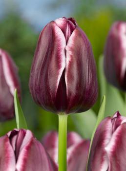 Тюльпан Александр Пушкин (Alexander Pushkin), 10 шт (разбор 12/14) - картинка 4