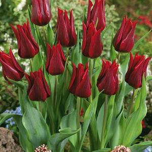 Тюльпан Ластинг Лав (Lasting Love), 10 шт (разбор 12/14) - картинка 5