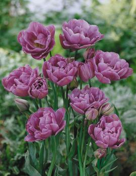 Тюльпан Лайлак Перфекшн (Lilac Perfection), 10 шт (разбор 12/14) - картинка 3