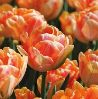 Тюльпан Фокси Фокстрот (Foxy Foxtrot), 10 шт (разбор 11/12)