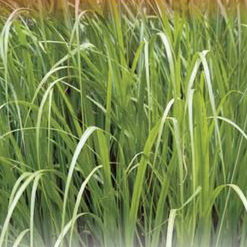 Овес посевной Скакун, 0.5 кг - картинка 1