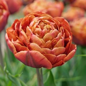 Тюльпан Брауни (Brownie), 5 шт (разбор 12/14) - картинка 5