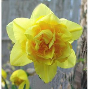 Нарцисс Дик Вилден (Dick Wilden), 5 шт (разбор 12/14) - картинка 4